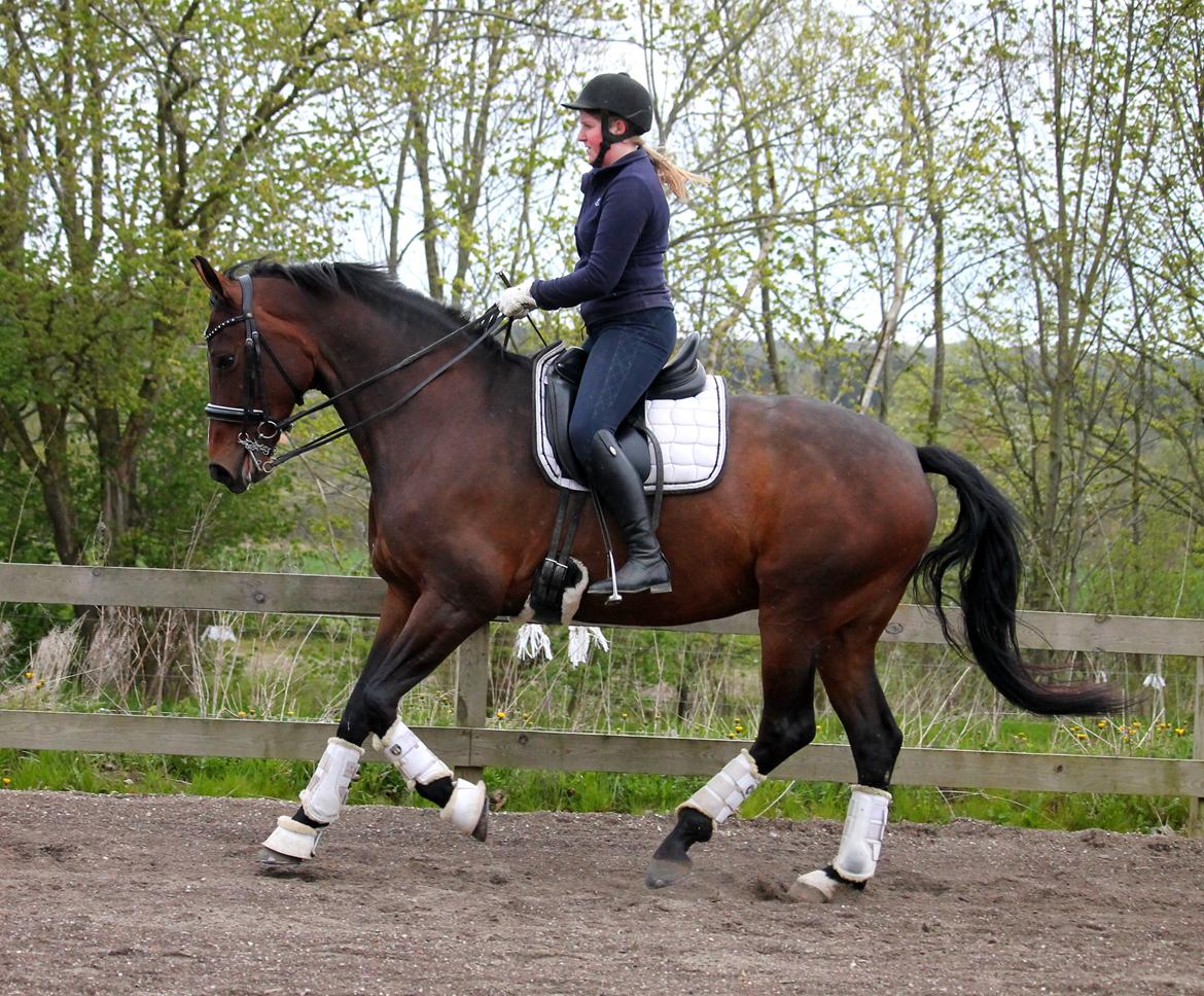 Tysk Oldenburger Sienna Bastbjerg billede 24