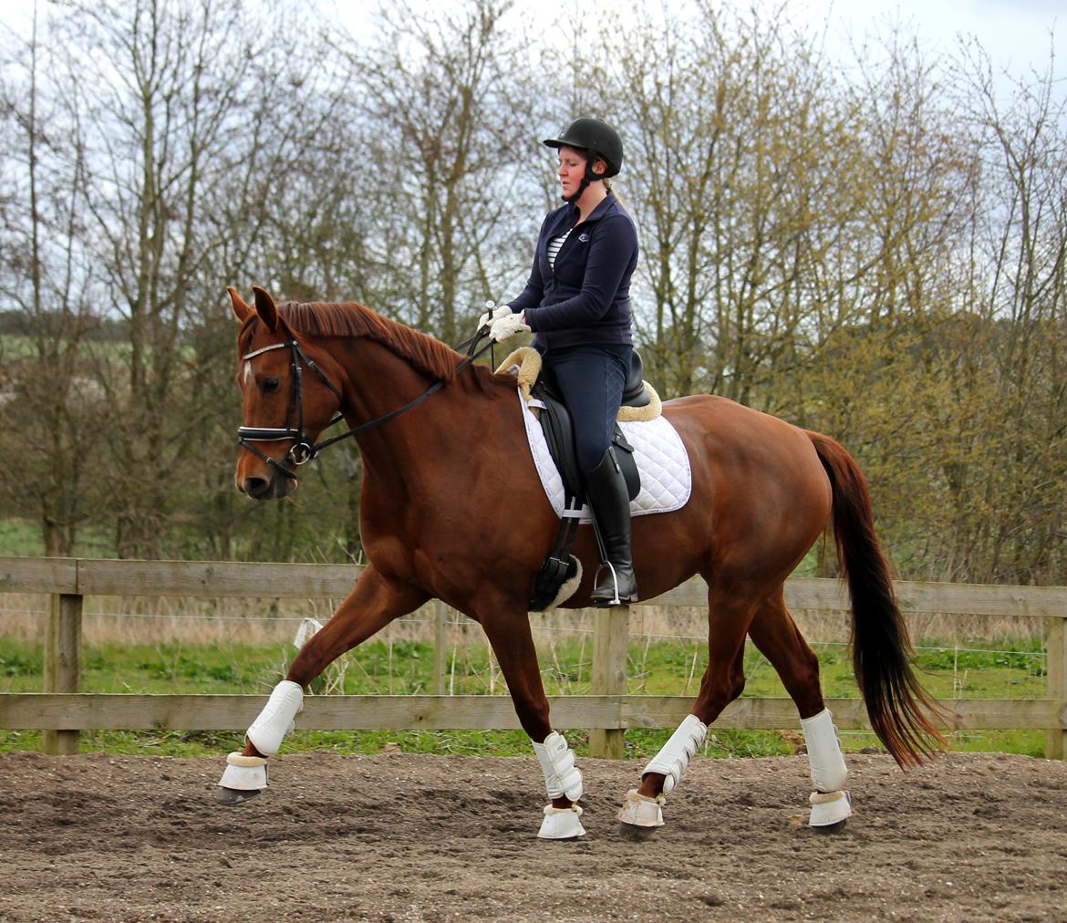 Tysk Oldenburger First Romance Bastbjerg billede 44