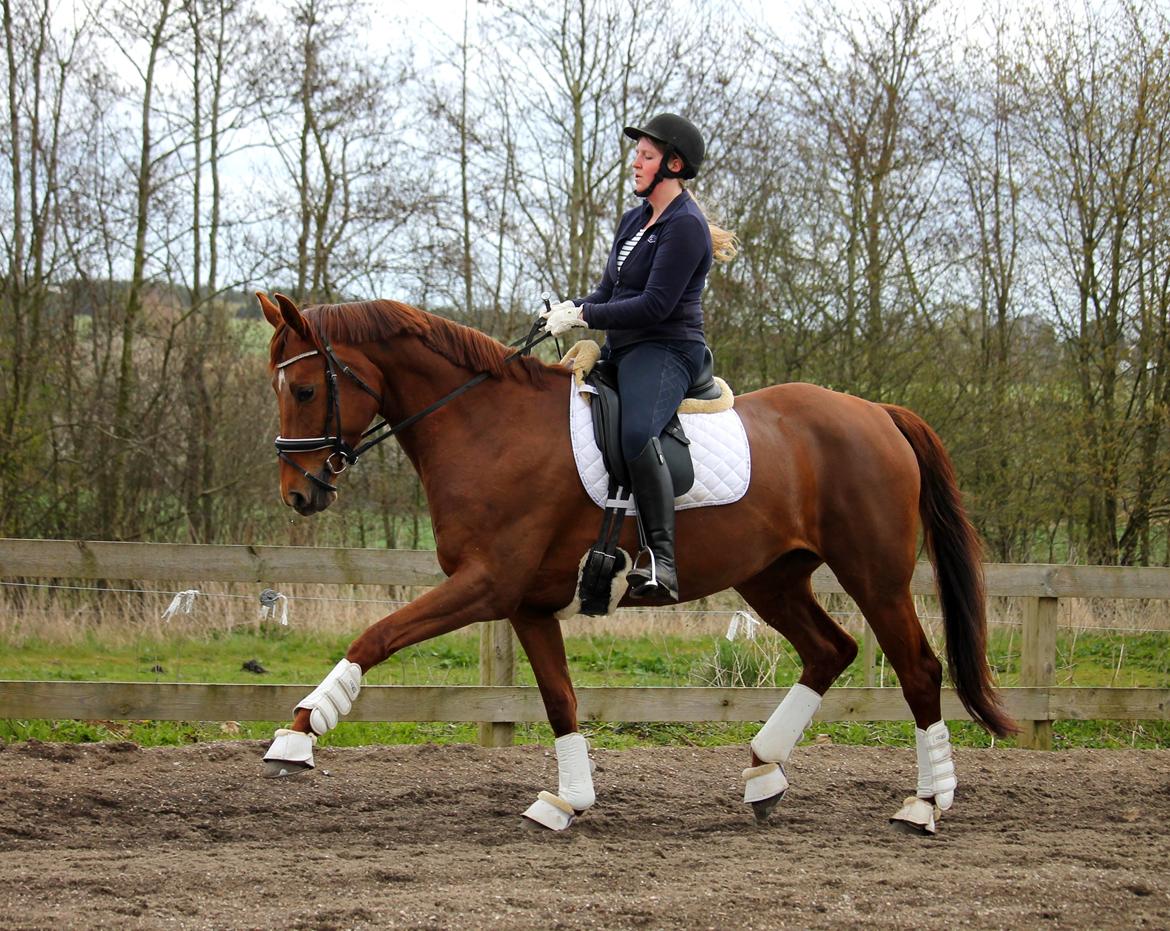 Tysk Oldenburger First Romance Bastbjerg billede 15