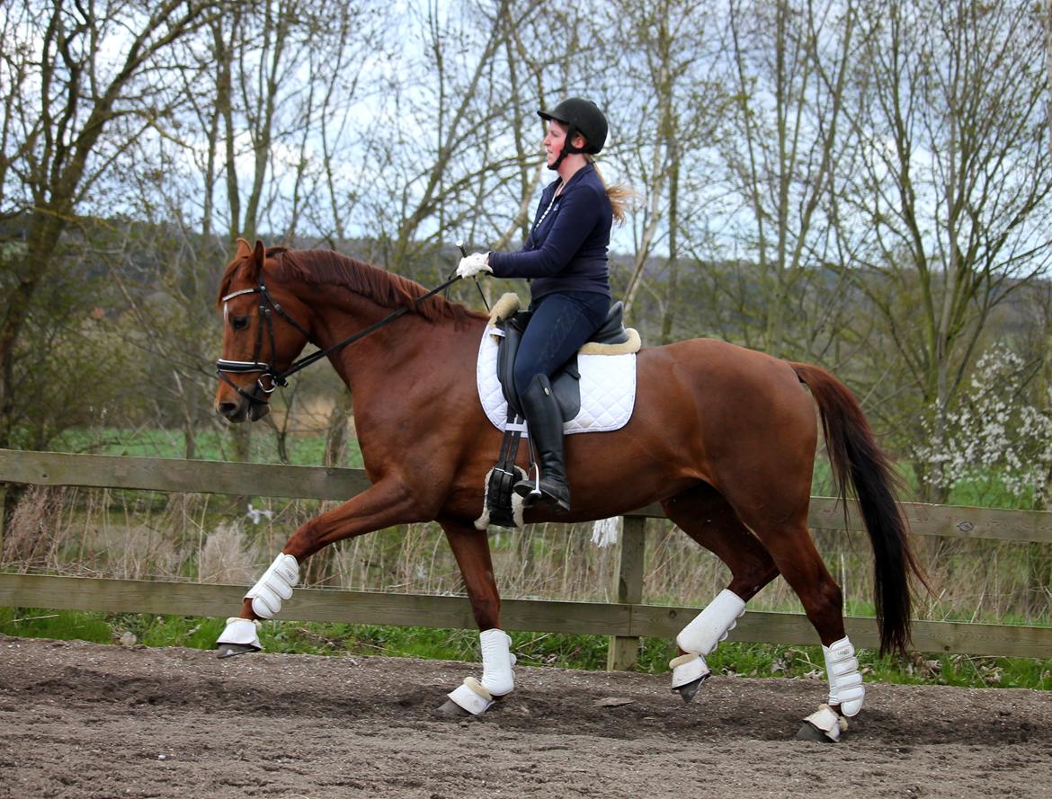 Tysk Oldenburger First Romance Bastbjerg billede 3