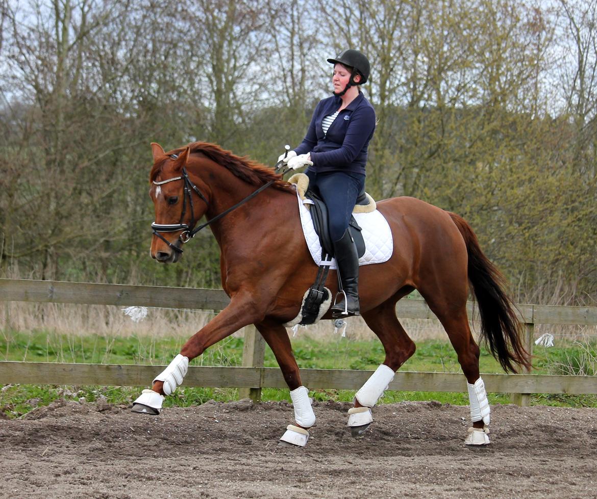 Tysk Oldenburger First Romance Bastbjerg billede 6