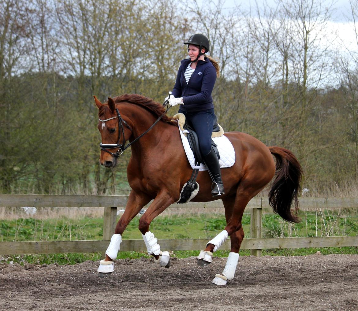 Tysk Oldenburger First Romance Bastbjerg billede 13