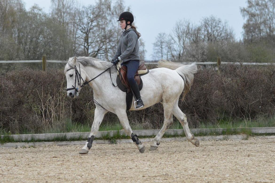 Connemara Stan - April 2017 billede 4