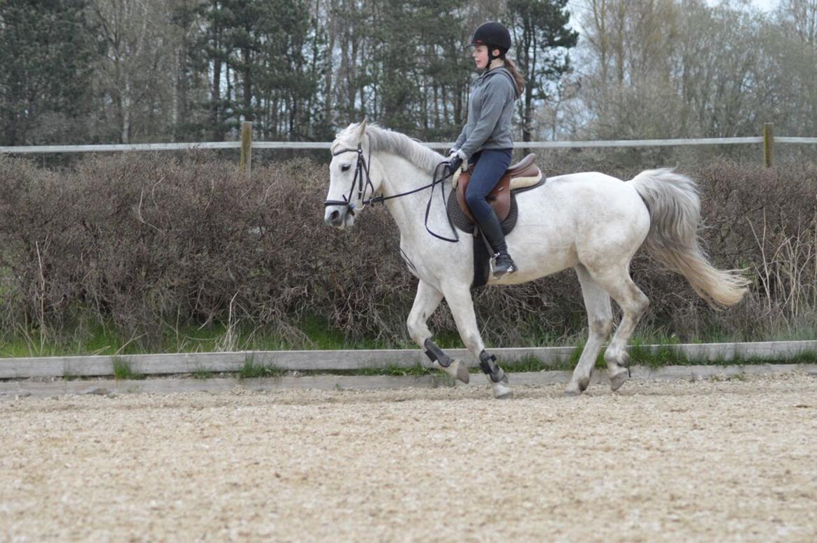 Connemara Stan - April 20.04.2017 billede 7