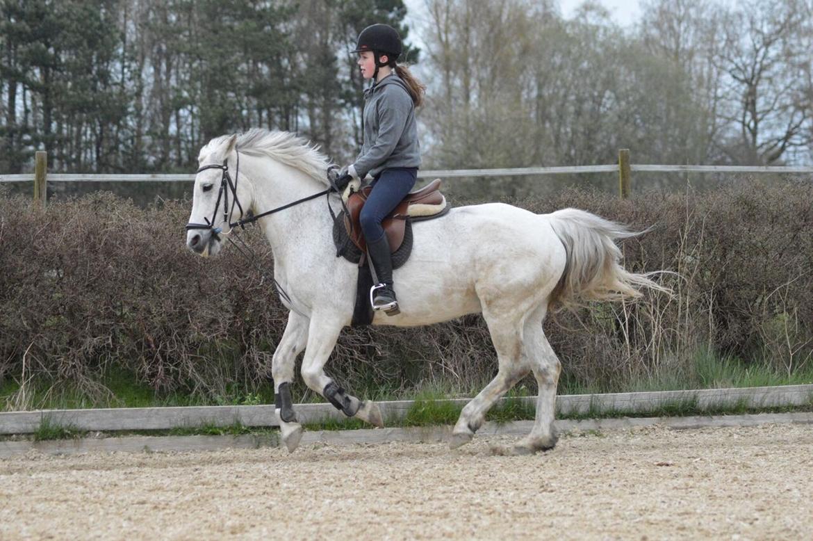 Connemara Stan - April 20.04.2017 billede 15