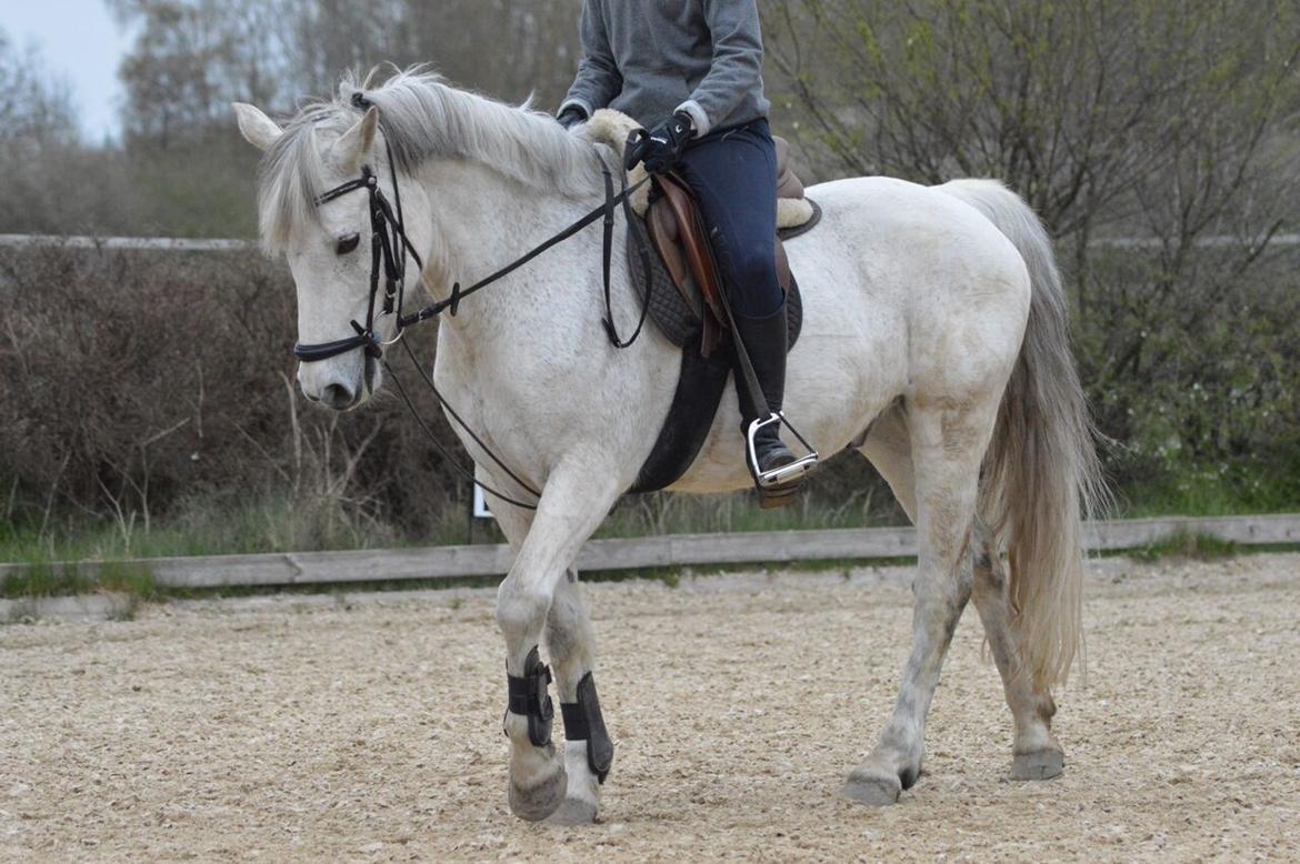 Connemara Stan - April 20.04.2017 billede 10