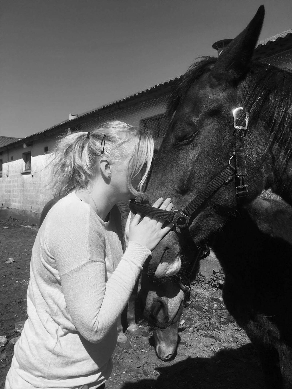 Pinto Jello af korup billede 9