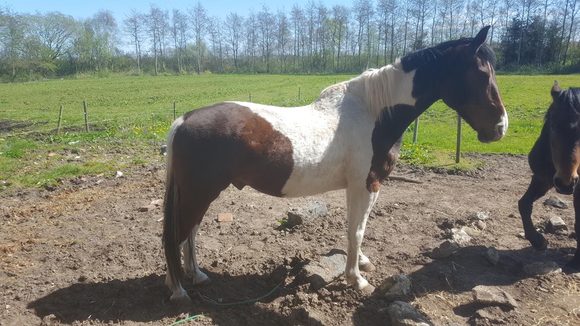 Pinto Jello af korup billede 10