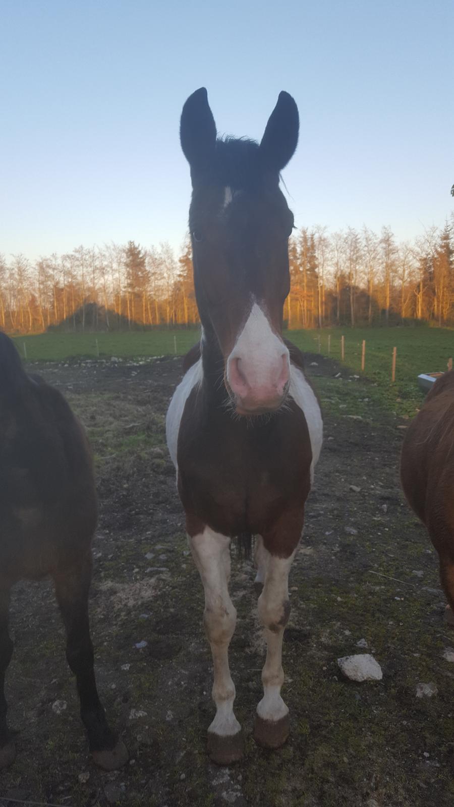 Pinto Jello af korup billede 11