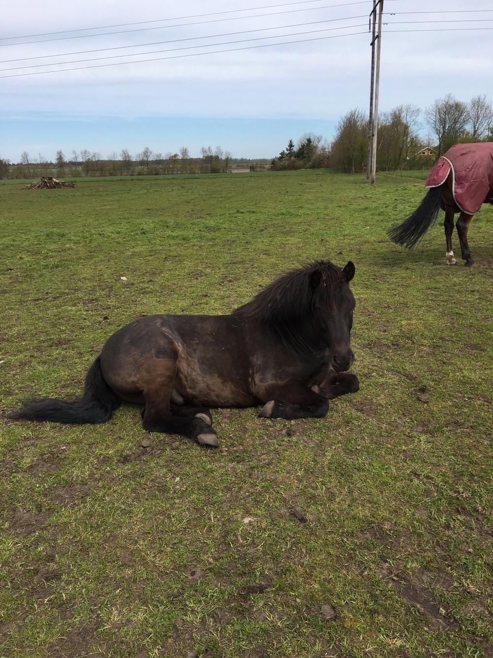 Islænder Gauski billede 1
