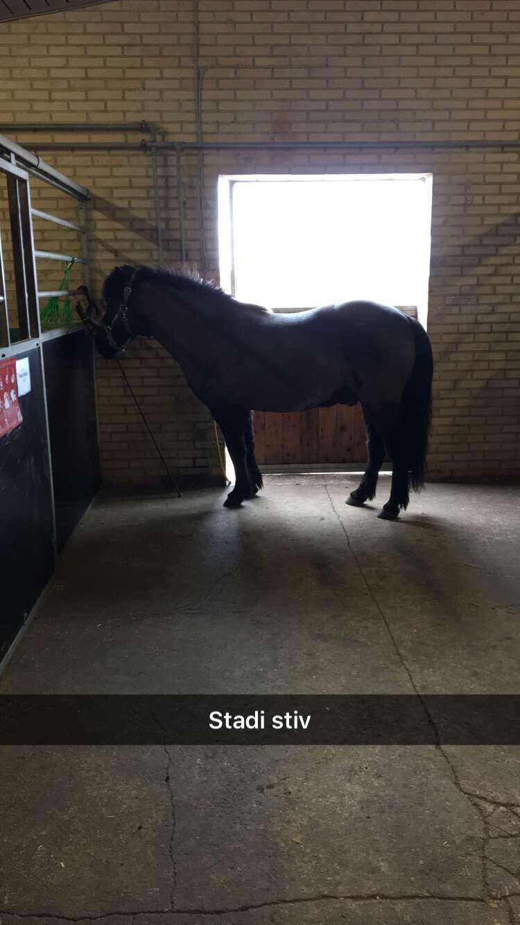 Islænder Gauski billede 3