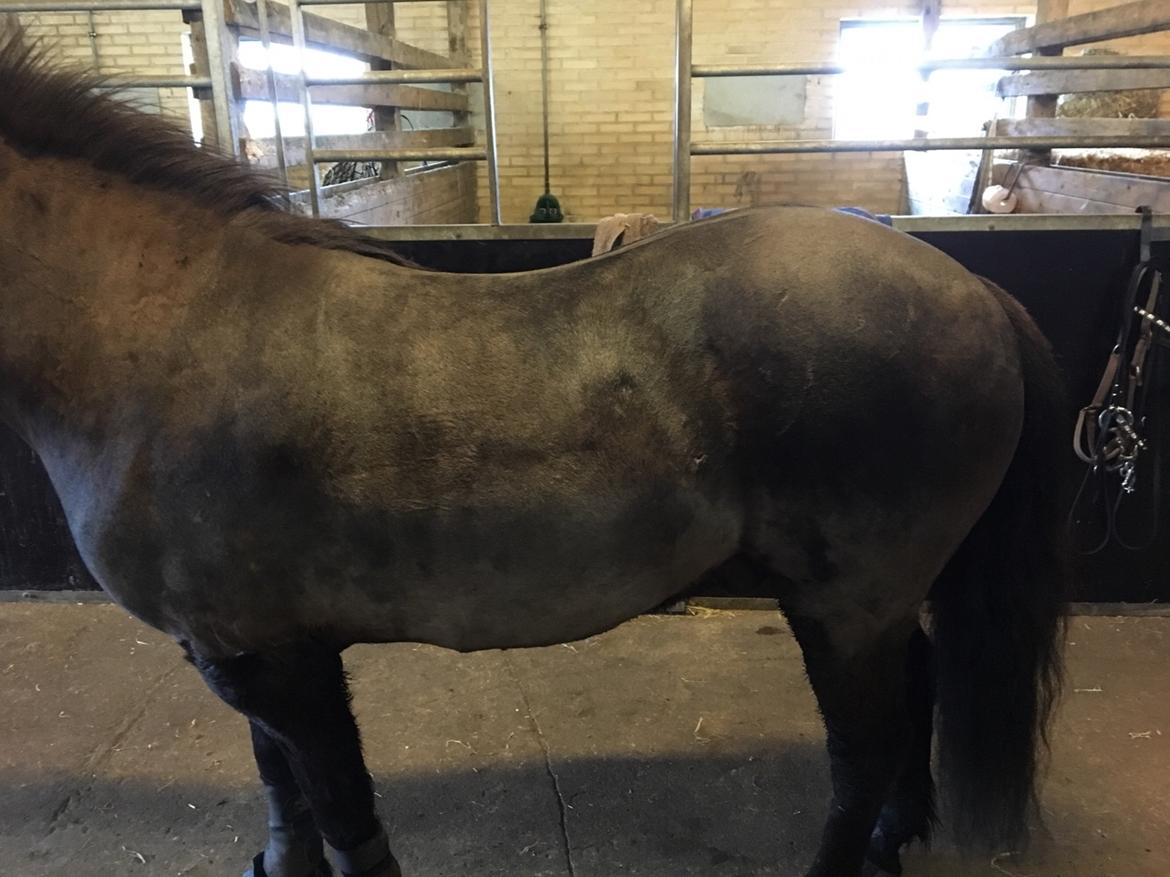 Islænder Gauski billede 2