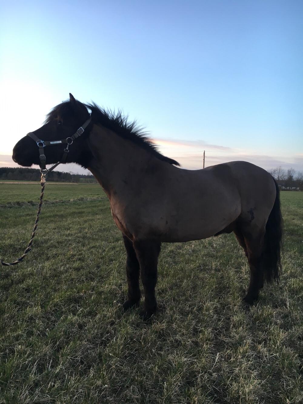 Islænder Gauski billede 4