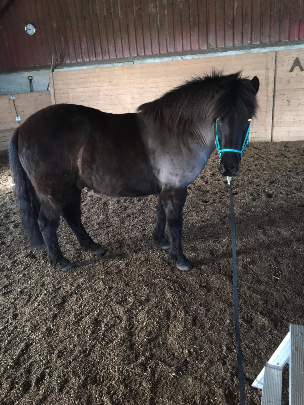 Islænder Gauski billede 6