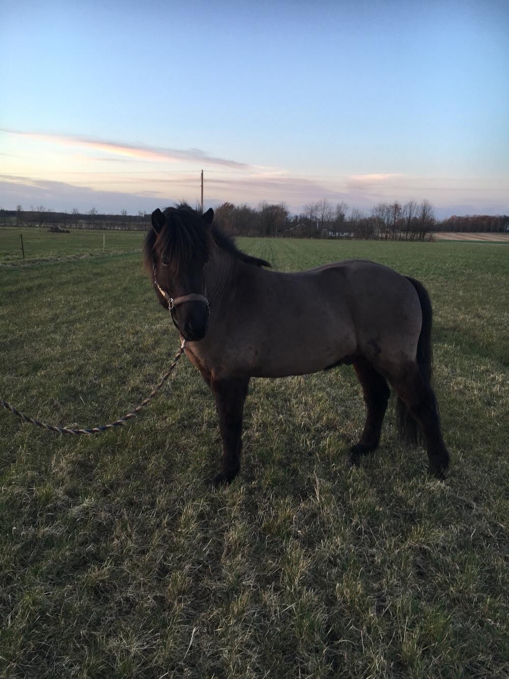 Islænder Gauski billede 7