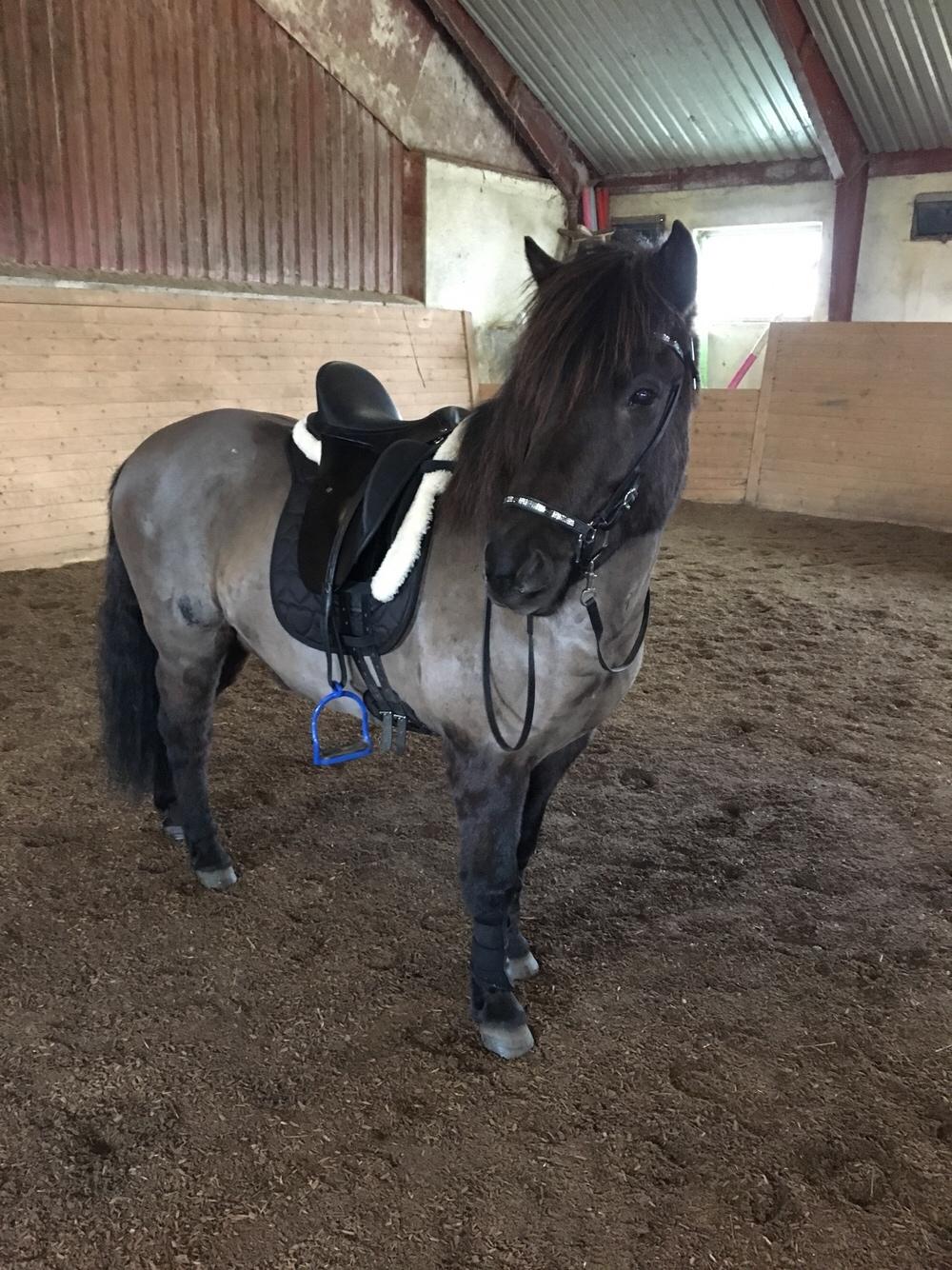 Islænder Gauski billede 5