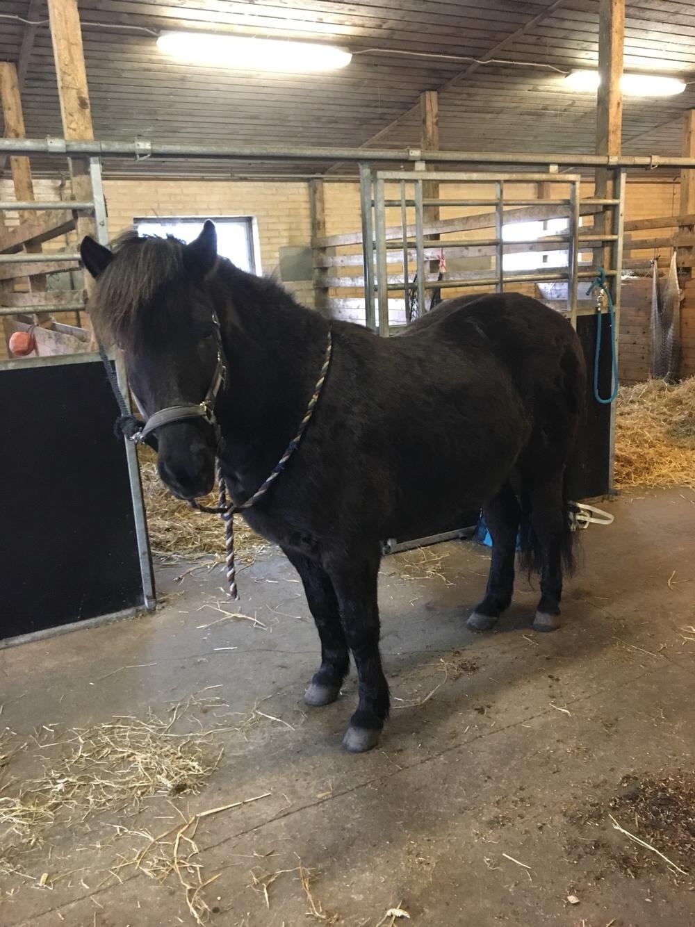 Islænder Gauski billede 8