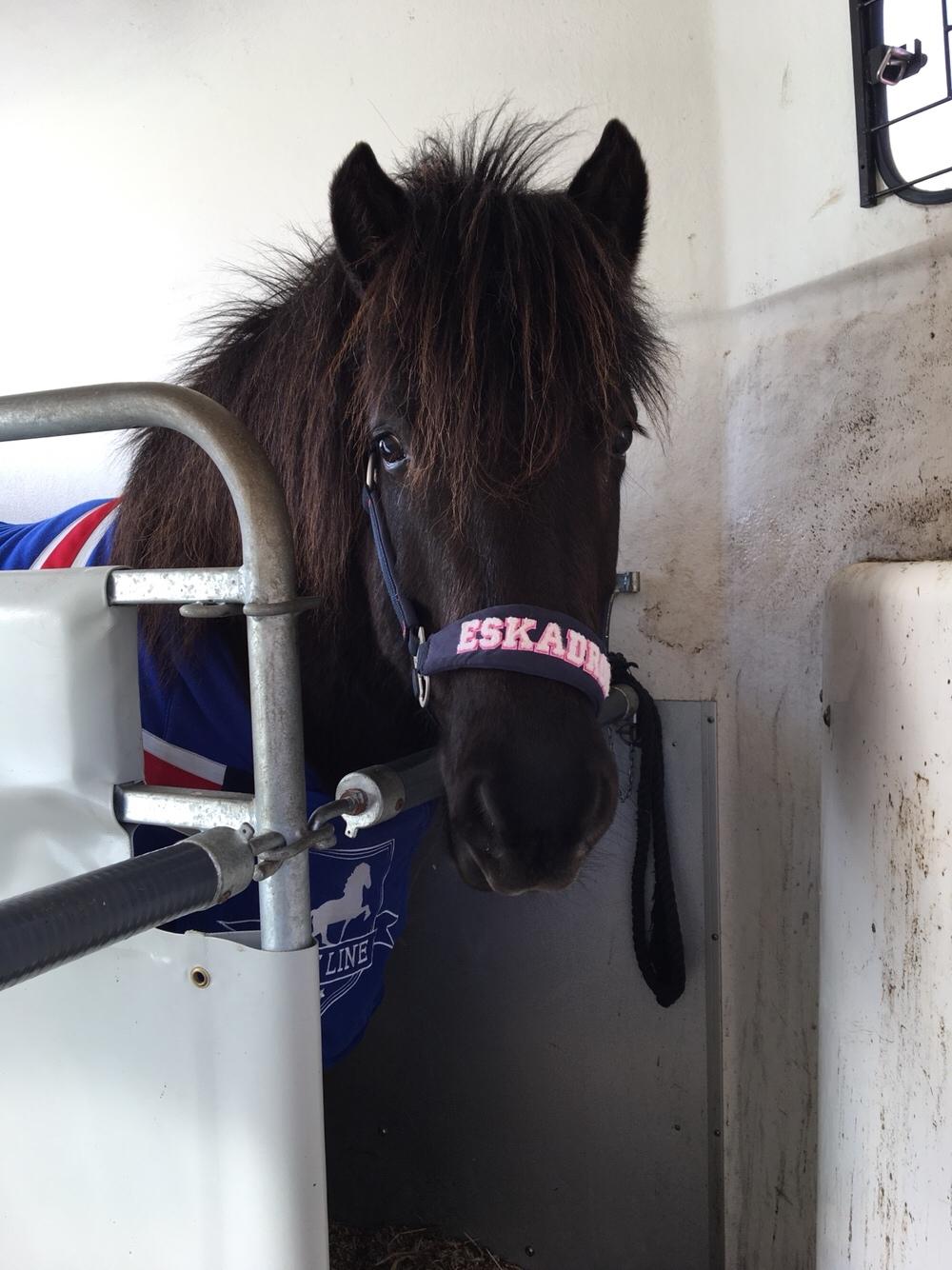 Islænder Gauski billede 9