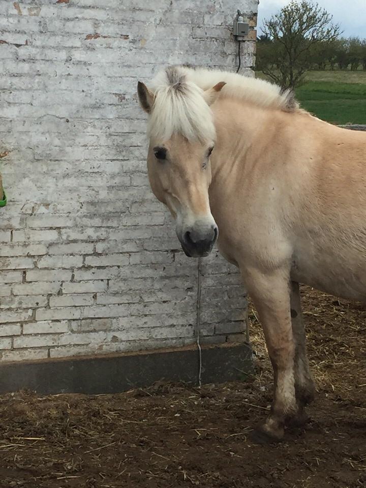 Fjordhest Fiona obkærgård - solgt billede 7