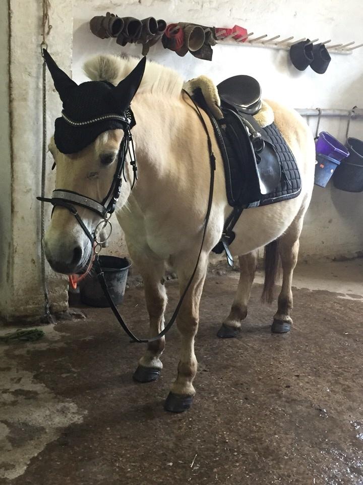 Fjordhest Fiona obkærgård - solgt billede 8