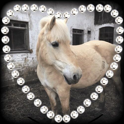 Fjordhest Fiona obkærgård - solgt billede 10