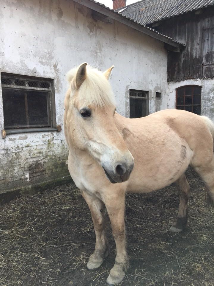 Fjordhest Fiona obkærgård - solgt billede 11