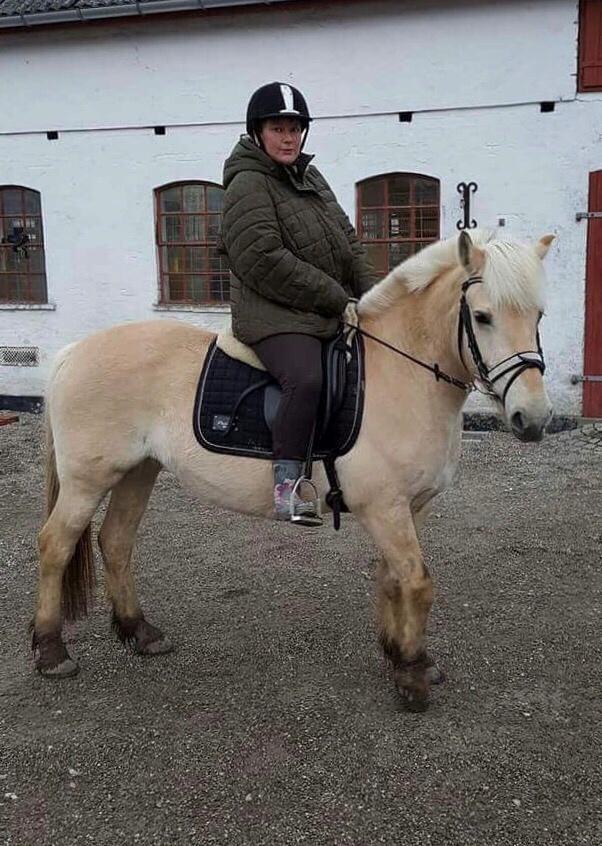 Fjordhest Fiona obkærgård - solgt billede 13