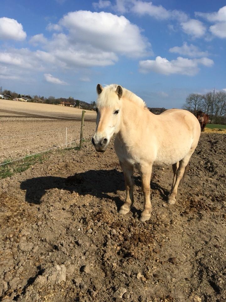 Fjordhest Fiona obkærgård - solgt billede 12