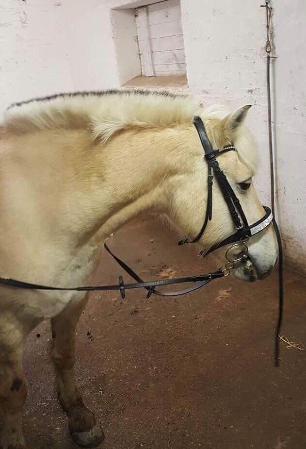 Fjordhest Fiona obkærgård - solgt billede 14