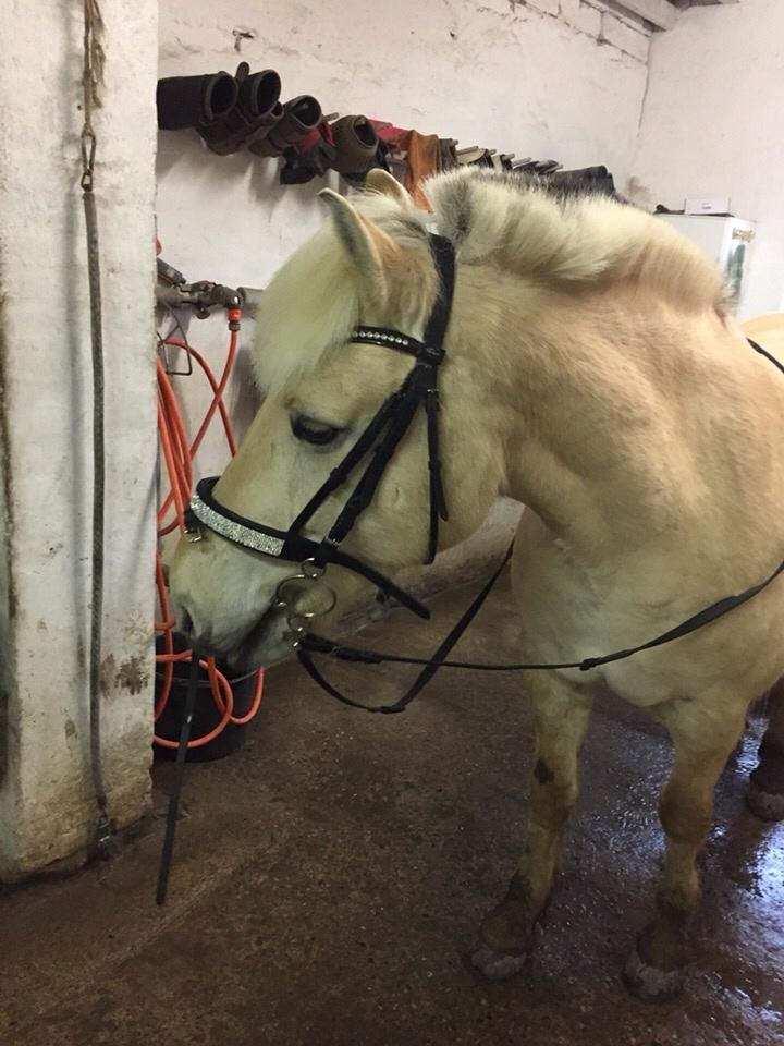 Fjordhest Fiona obkærgård - solgt billede 15