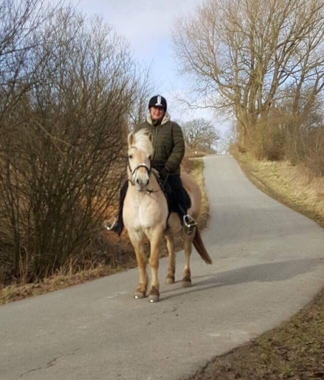 Fjordhest Fiona obkærgård - solgt billede 17