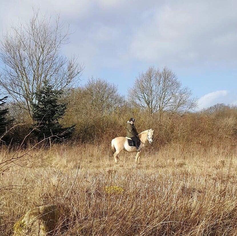 Fjordhest Fiona obkærgård - solgt billede 16