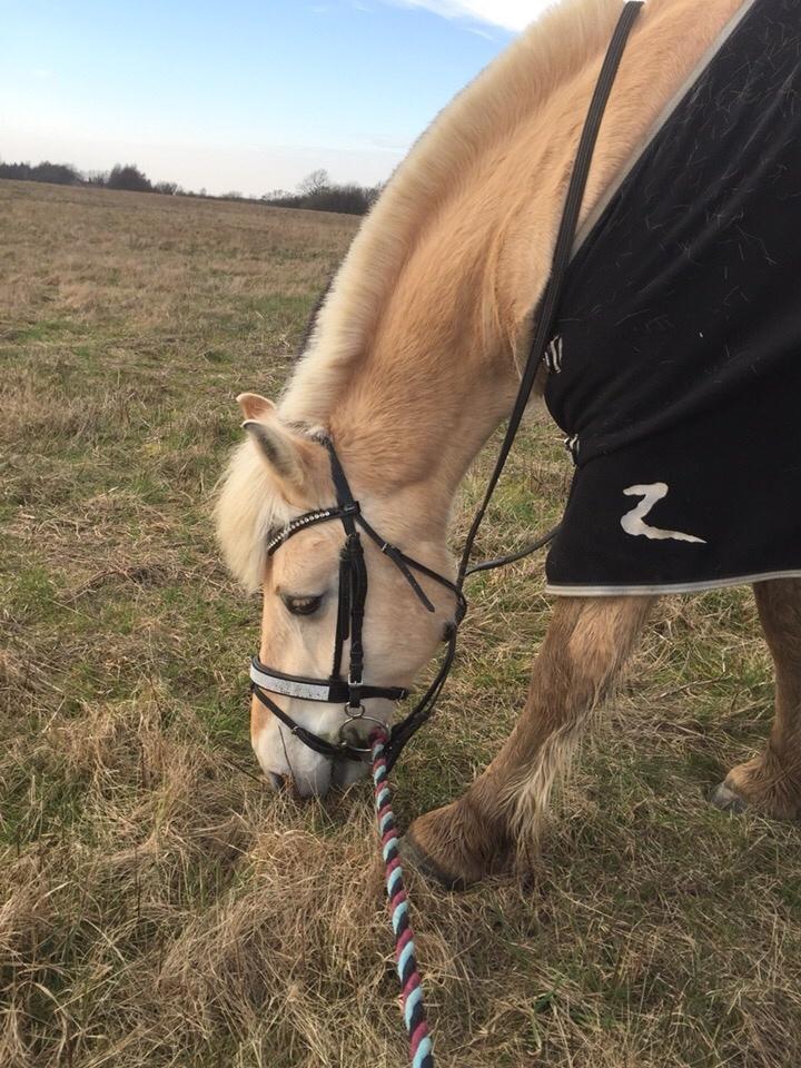 Fjordhest Fiona obkærgård - solgt billede 19