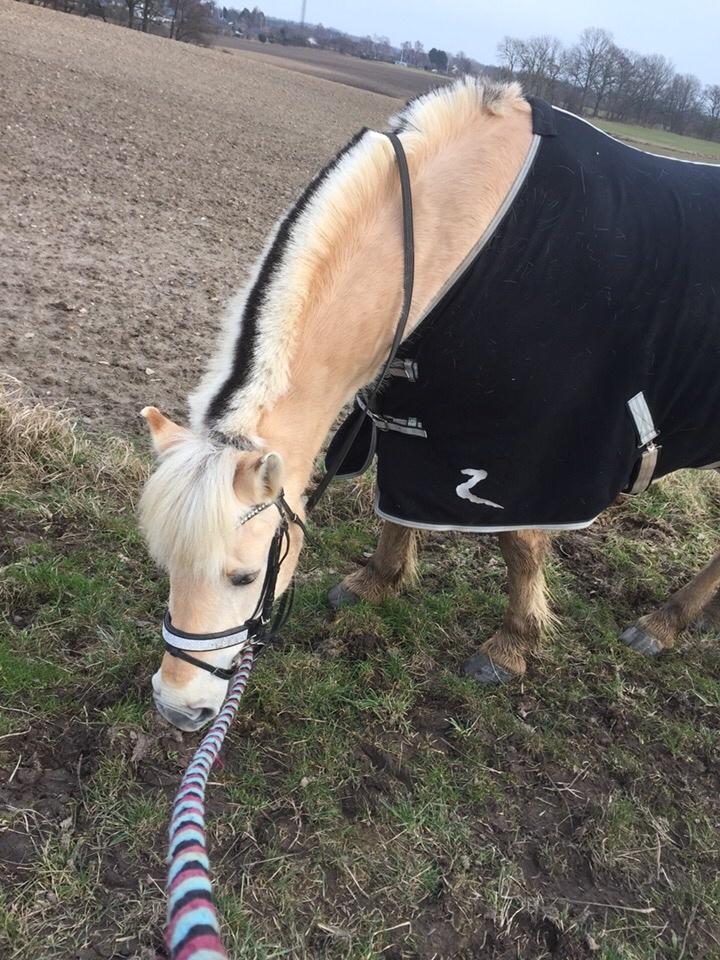 Fjordhest Fiona obkærgård - solgt billede 20