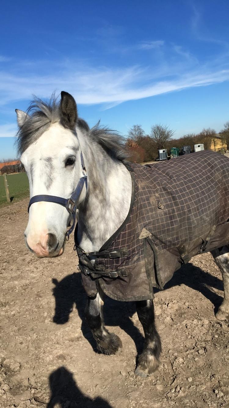 Anden særlig race Spice billede 15