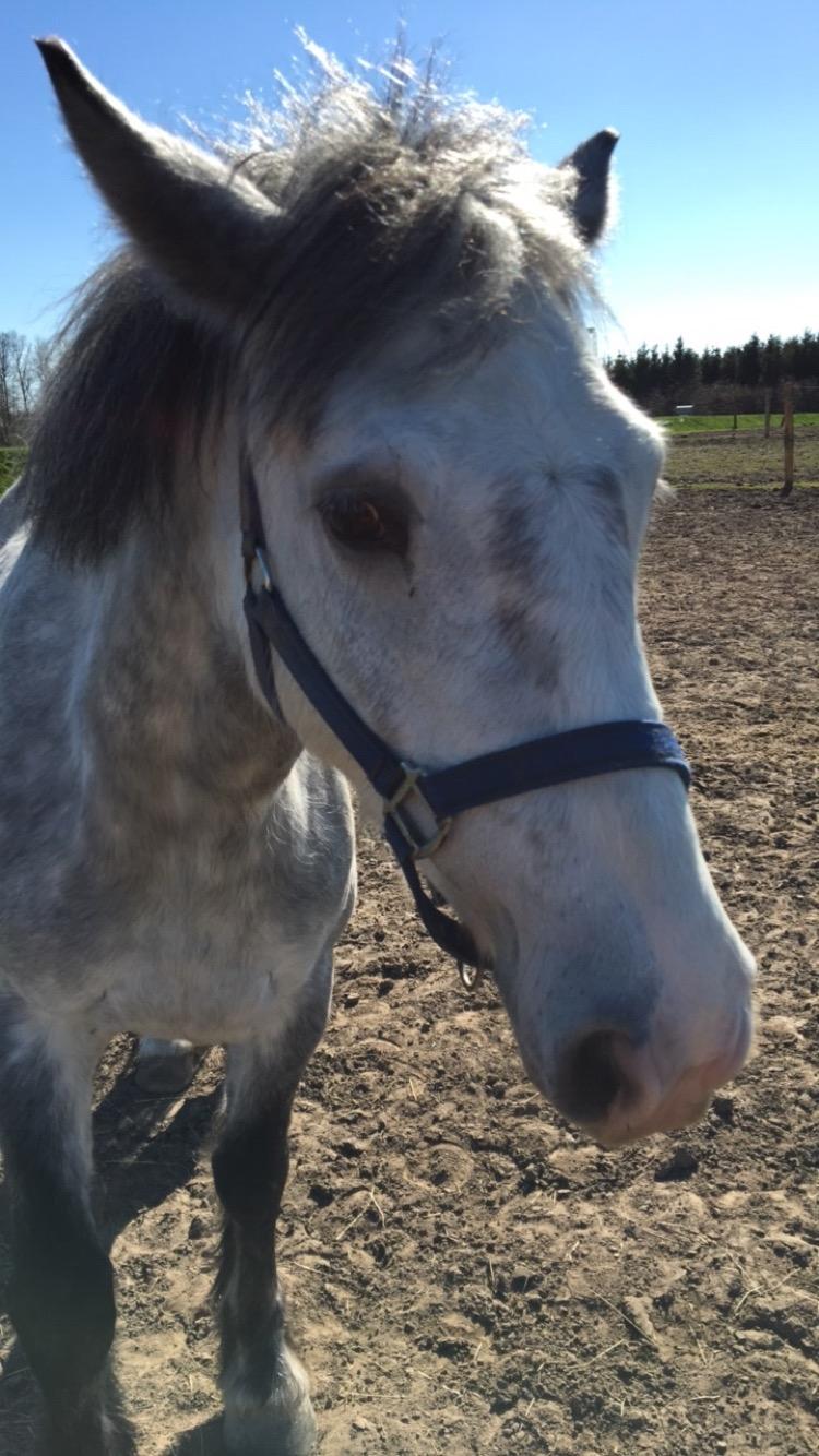 Anden særlig race Spice billede 16