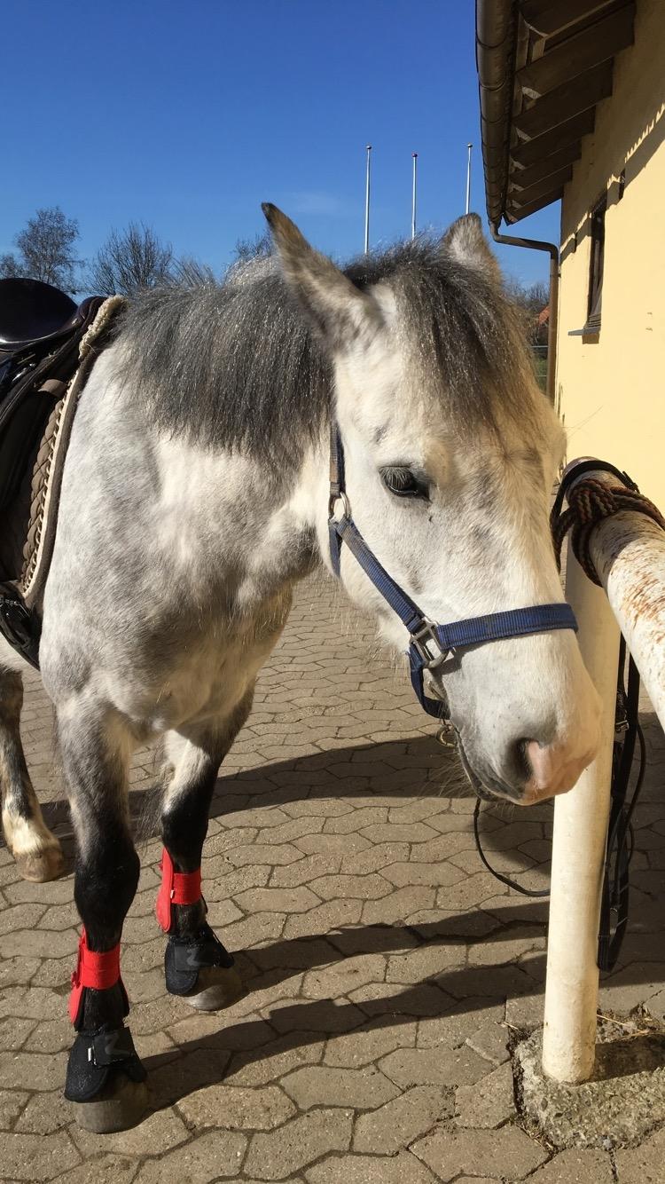 Anden særlig race Spice billede 18