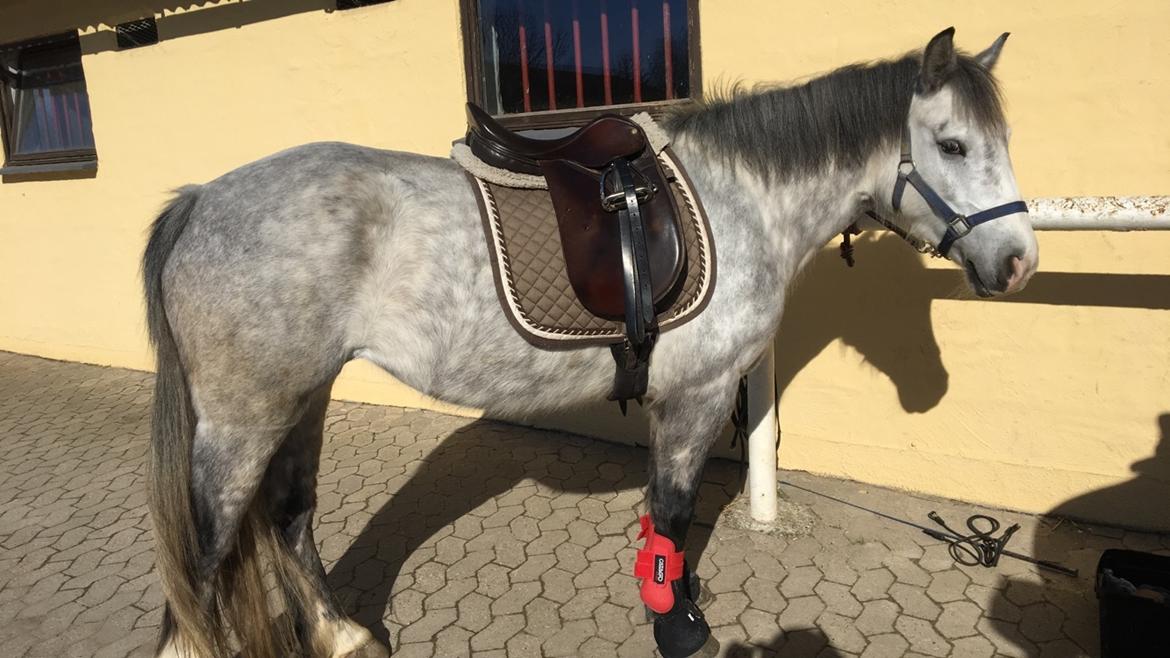 Anden særlig race Spice billede 19