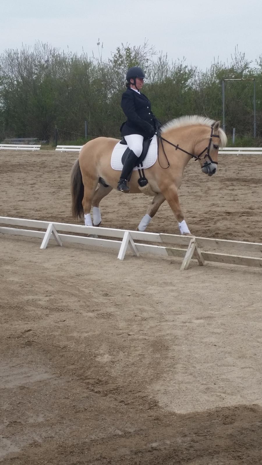 Fjordhest Elvis billede 19