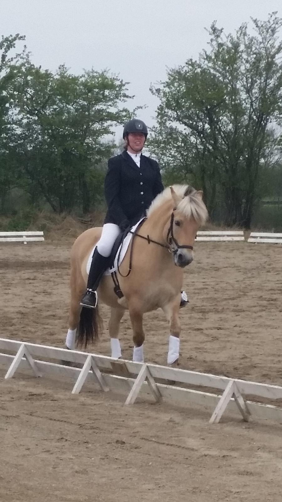 Fjordhest Elvis billede 20