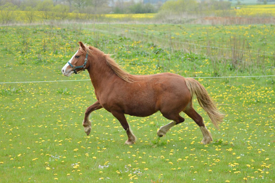 Welsh Pony af Cob-type (sec C) Rosengårdens Nadina billede 5