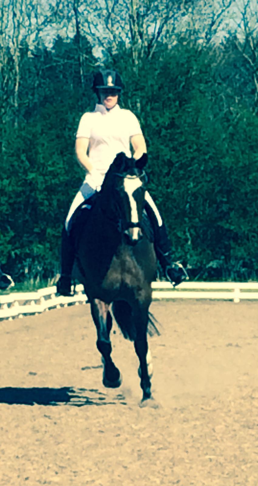 Dansk Varmblod Rozquikkie sonéca billede 7