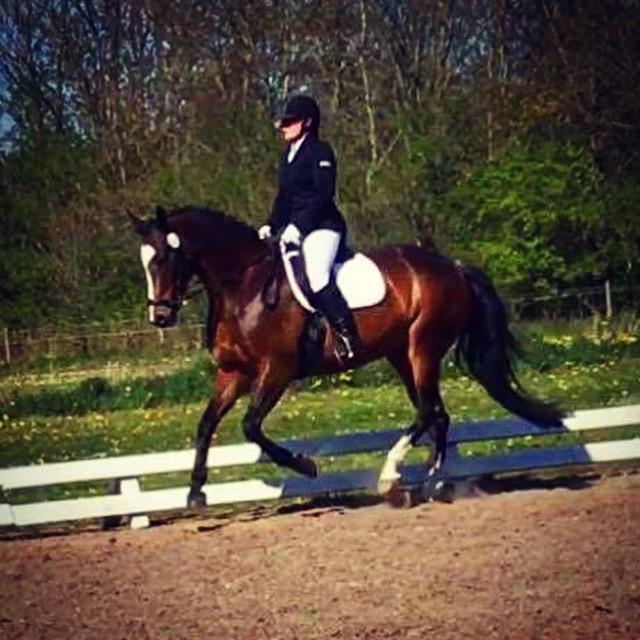 Dansk Varmblod Rozquikkie sonéca billede 12