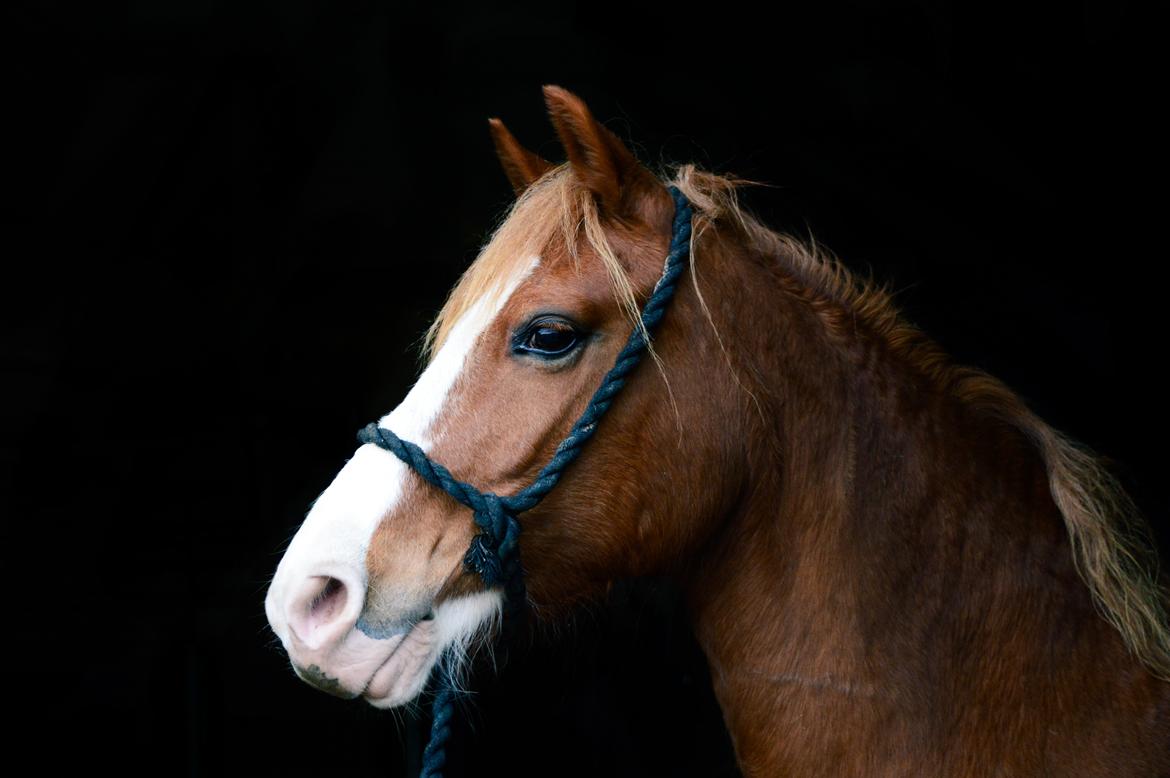 Welsh Pony af Cob-type (sec C) Rosengårdens Nadina billede 6