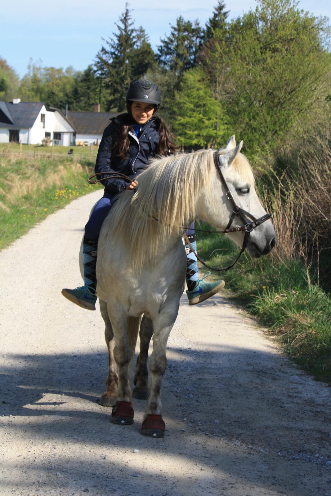 Anden særlig race Jarl - På tur 7.5.17. bidløst og uden sadel<3 billede 8