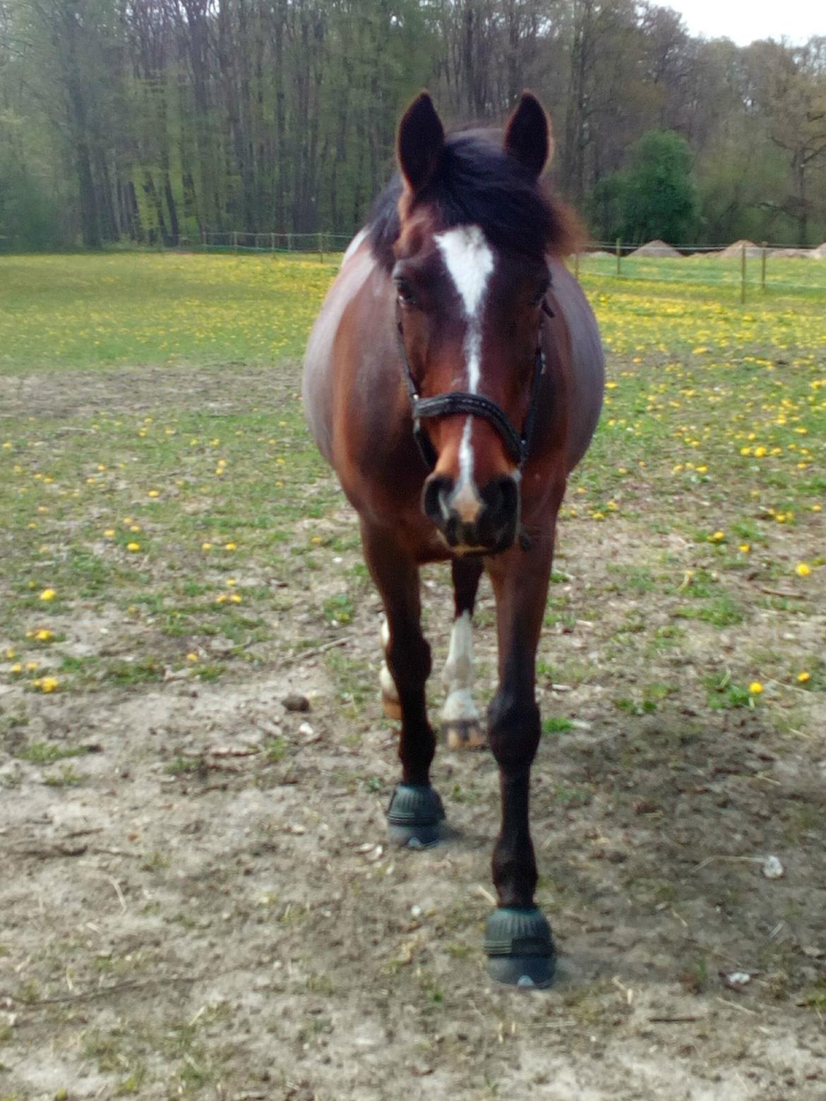 New Forest Shadow - <3 billede 19