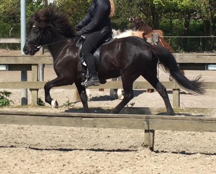 Islænder Kolka  fra Vinkærgård billede 1