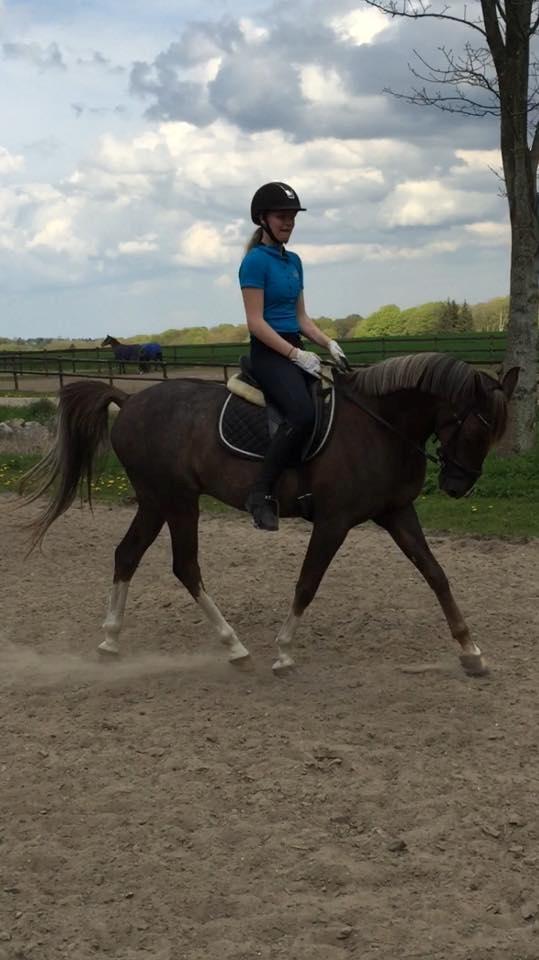 DSP Cæsar  billede 7