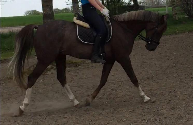 DSP Cæsar  billede 15