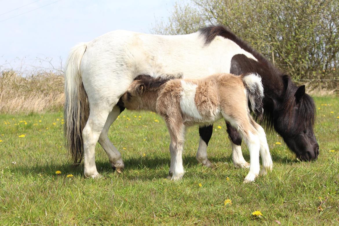 Shetlænder Veldt's Walando - D. 7 maj 2017 4 dage gammel. billede 6